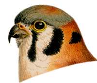 Visit the American Kestrel Species Page