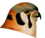 See species information for the Kestrel