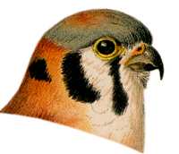 Visit the American Kestrel Species Page