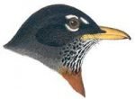Select to view the American robin webpage