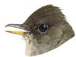 Painting of an Ash-throated Flycatcher. Select to view species facts.