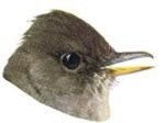 Visit the ash-throated flycatcher species page.