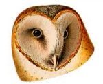 See species information for the barn owl