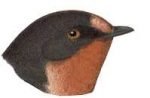 Visit the barn swallow species page.