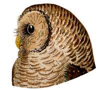 Visit the barred owl species page.