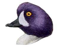Visit the Barrow's Goldeneye Species Page
