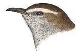 Visit the Bewick's wren species page.