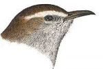 See species information for Bewick's wrens