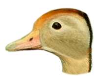 Visit the black-bellied whistling duck species page.