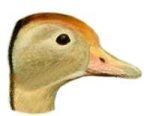 See species information for the black-bellied whistling duck.