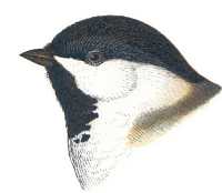 Black-capped Chickadee Head