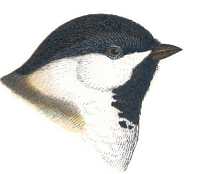 Black-capped Chickadee Head