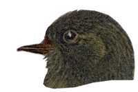 Visit the Black Phoebe Species Page