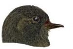 Visit the black phoebe species page.