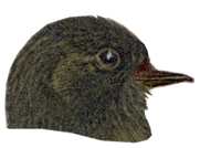 Visit the Black Phoebe Species Page.