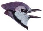 Visit the Blue Jay Species Page.