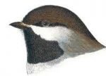 Visit the boreal chickadee species page.
