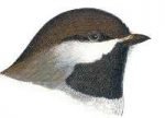 See species information for boreal chickadee