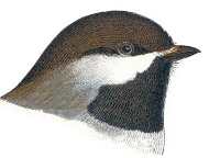 Visit the boreal chickadee species page.