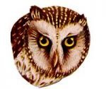 See species information for the boreal owl