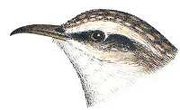 Visit the Brown Creeper Page