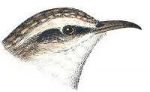 See species information for creeper