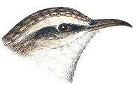 Brown Creeper Head