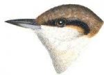 Visit the brown-headed nuthatch species page.