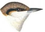Read about brown-headed nuthatches