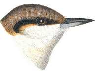 Brown-headed Nuthatch