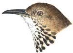 Visit the brown thrasher species page.