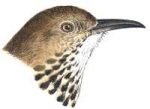 Visit the brown thrasher species page.