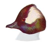 Visit the Bufflehead Species Page.