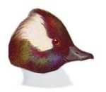 Visit the Bufflehead species page.