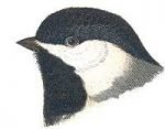 Visit the Carolina chickadee species page.