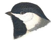 Carolina Chickadee Head