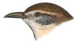 Visit the Carolina wren species page.
