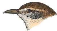 Carolina Wren Head