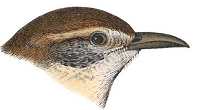 Visit the Carolina wren species page.