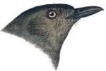 Visit the catbird species page.