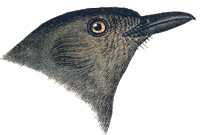 Visit the catbird species page.