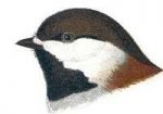 Visit the chestnut-backed chickadee species page.