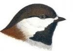 Select to read information for chestnut-backed chickadees.