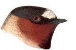 Visit the cliff swallow species page.