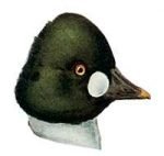 Visit the Common Goldeneye species page.
