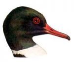 See species information for the common merganser