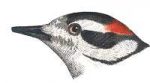 Visit the downy woodpecker species page.