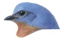 Visit the Eastern Bluebird Species Page
