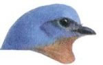 See species information for eastern bluebirds