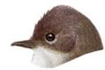 Visit the eastern phoebe species page.